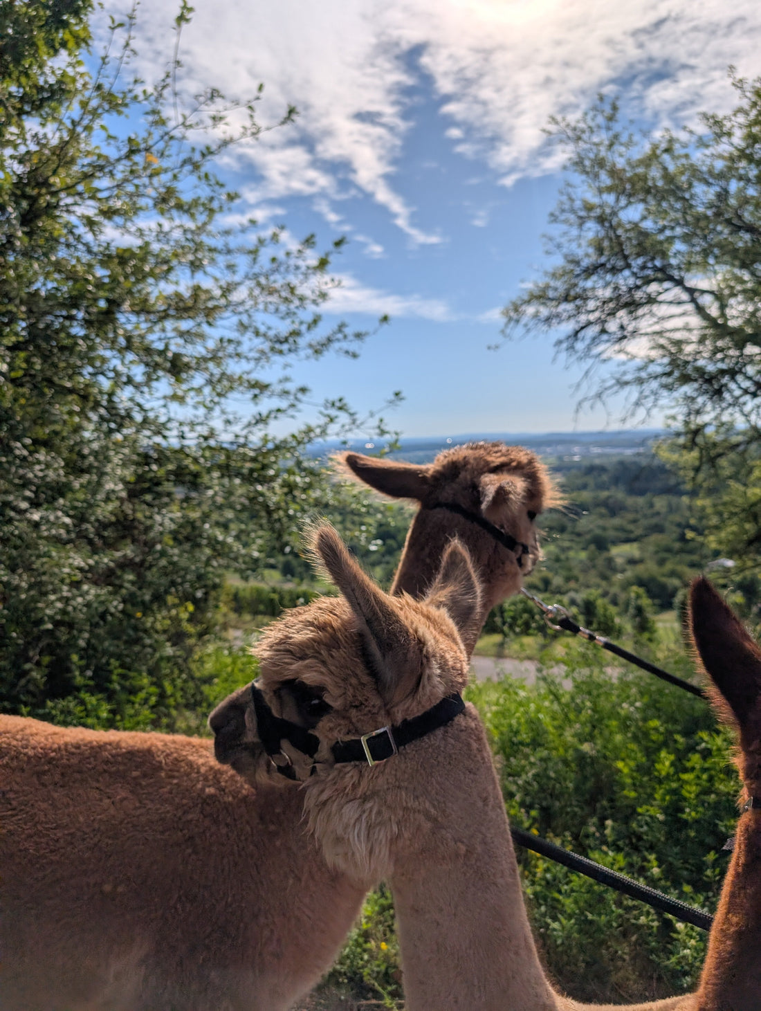 Zwei Alpakas mit besonders feiner Babyalpaka-Wolle, die die weiche, hochwertige Struktur der Naturfaser sichtbar machen.